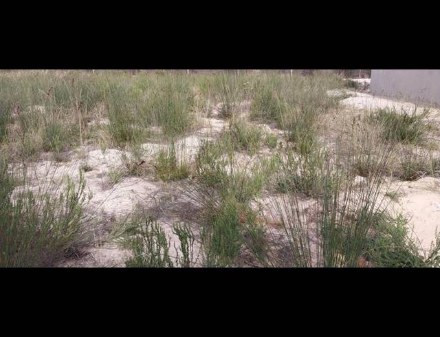 LAND FOR SALE IN ALBERTINIA